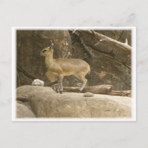 Klipspringer Postkarte