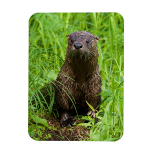Kluger Fluss-Otter Magnet