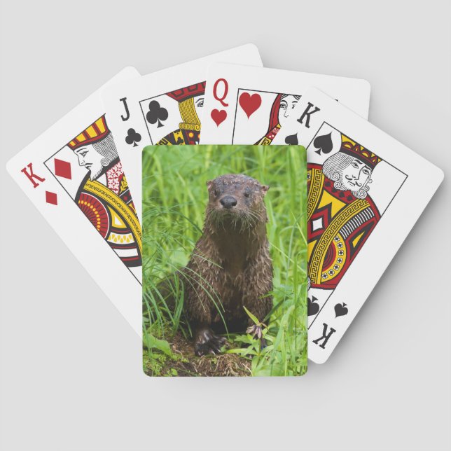 Kluger Fluss-Otter Spielkarten (Rückseite)