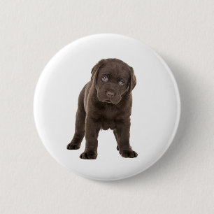 Klumpiger Schokoladen-Labrador-Welpe Button