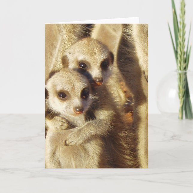 KMP Karte 1 - Frisky Welpen (Vorderseite)