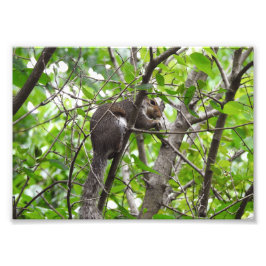 Knabbernde Eichhörnchen Fotodruck