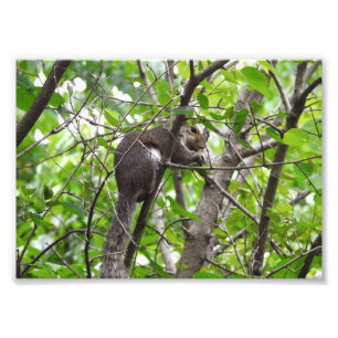 Knabbernde Eichhörnchen Fotodruck
