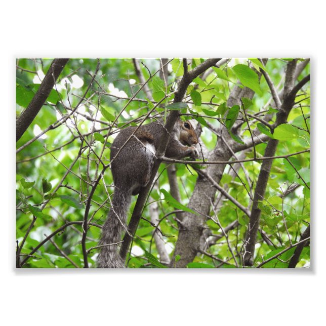 Knabbernde Eichhörnchen Fotodruck (Vorne)