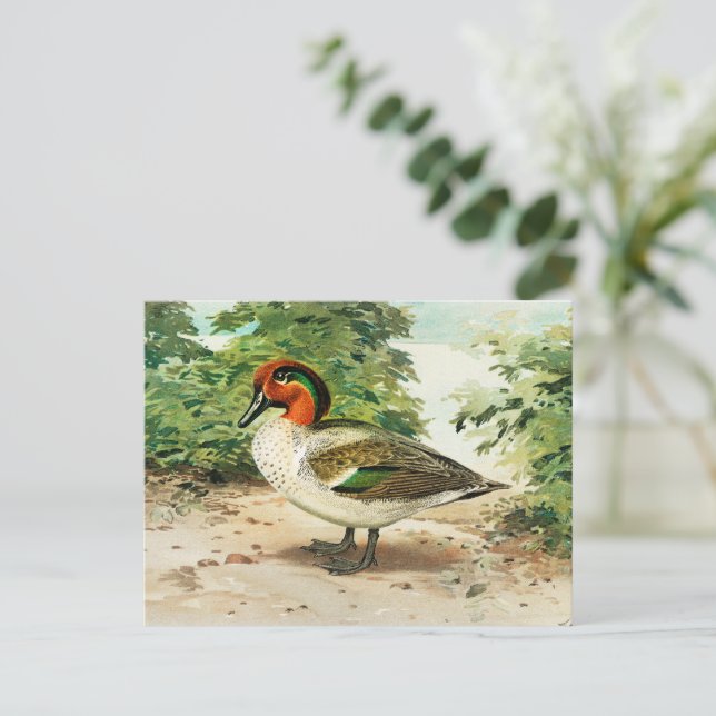 Knäkente Postkarte (Stehend Vorderseite)