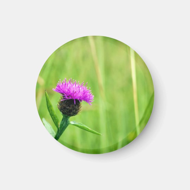 Knapweed Magnet (Vorne)
