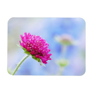 Knautia Macedonica Magnet