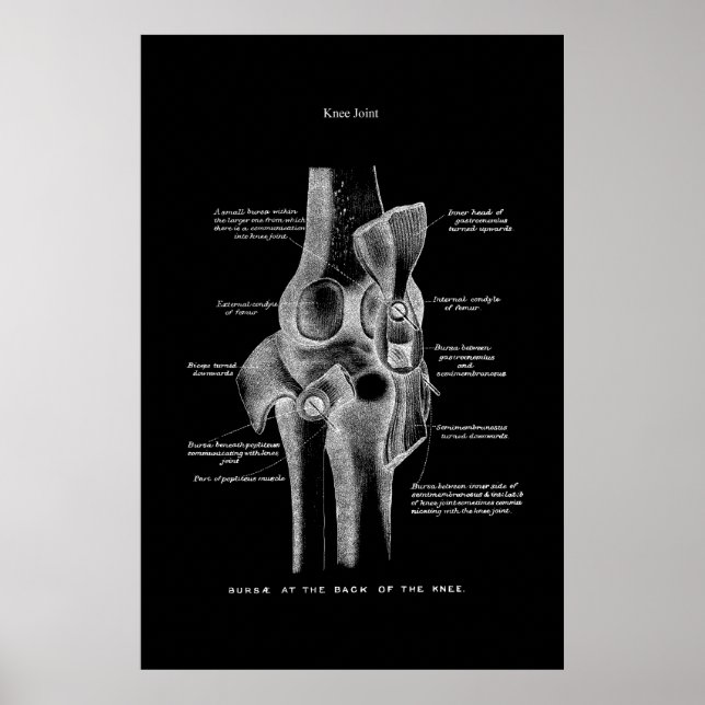 Knie Joint Anatomy Medical Wall Decor Poster (Vorne)