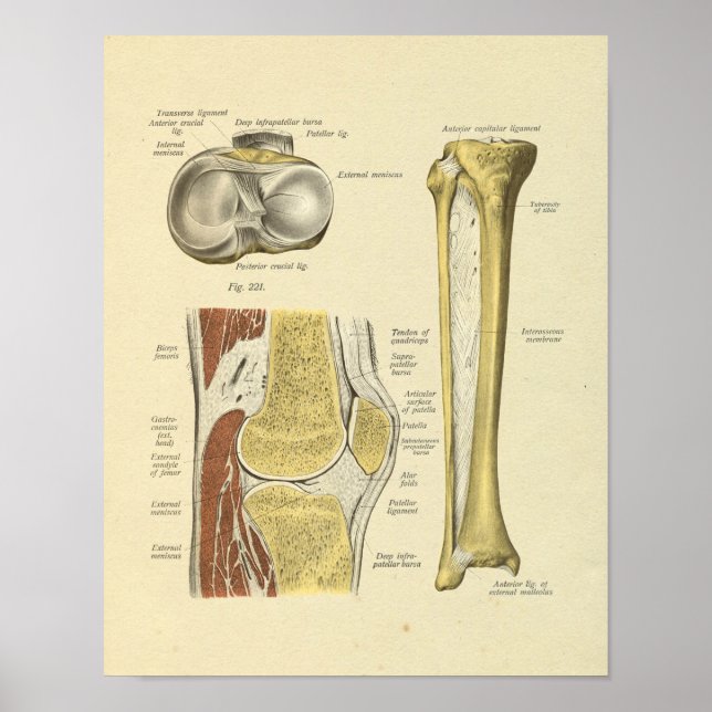 Knie-Leg-Gelenkanatomie Knochen drucken Poster (Vorne)