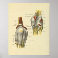 Knie Ligaments Gemeinsame Anatomie Knochen drucken