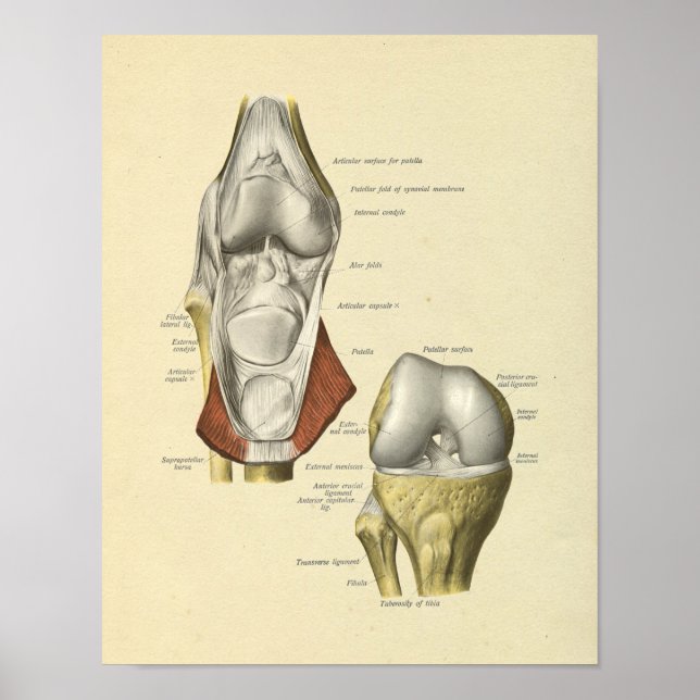 Knie Ligaments Gemeinsame Anatomie Knochen drucken Poster (Vorne)