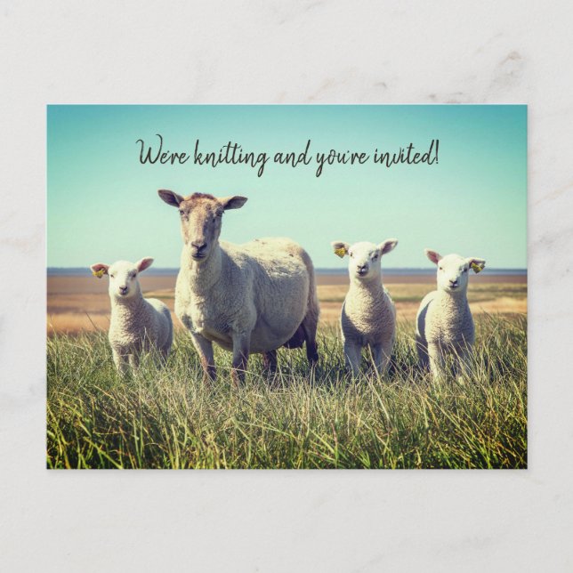 Knitterklub Lambs Einladung Postkarte (Vorderseite)