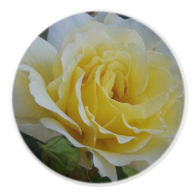 Knoblauch für die weiße Rose Keramikknauf (Vorderseite)