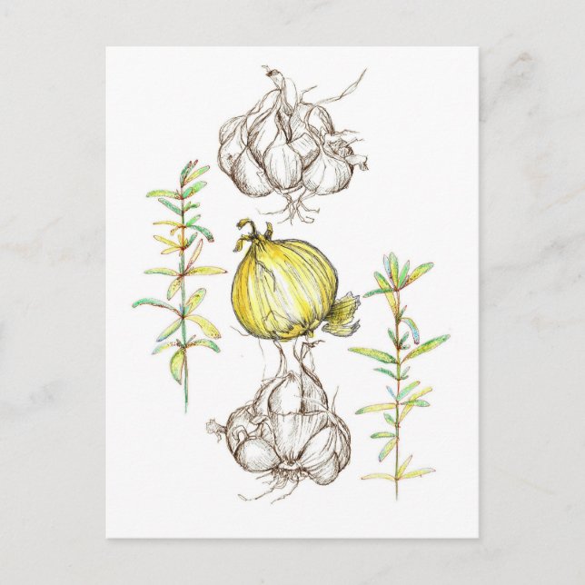 Knoblauch Küche Kochen Kräuter Garten Pflanze Postkarte (Vorderseite)