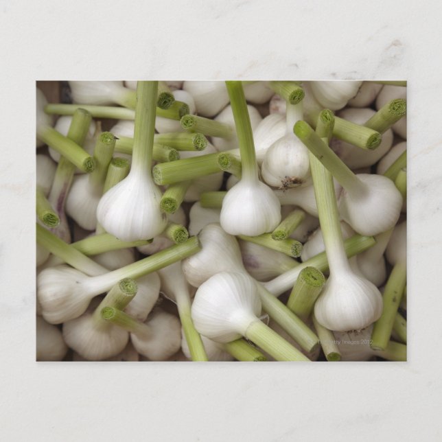 Knoblauch Postkarte (Vorderseite)