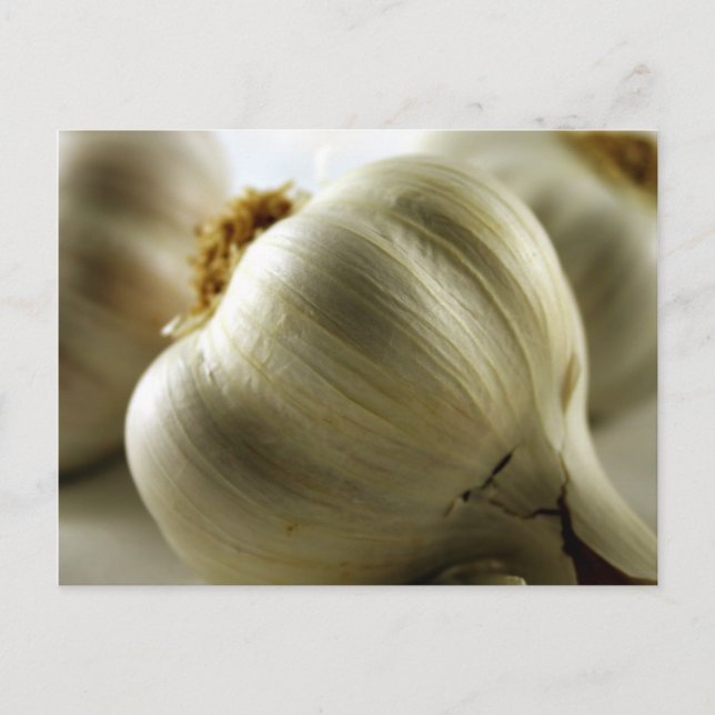 Knoblauch Postkarte (Vorderseite)