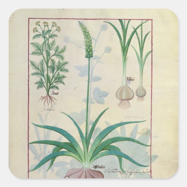Knoblauch und andere Pflanze Quadratischer Aufkleber (Vorderseite)