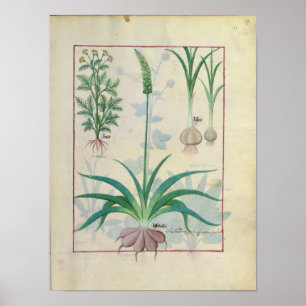 Knoblauch und andere Pflanzen Poster