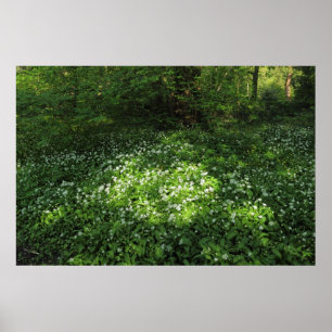 Knoblauchfleck Poster