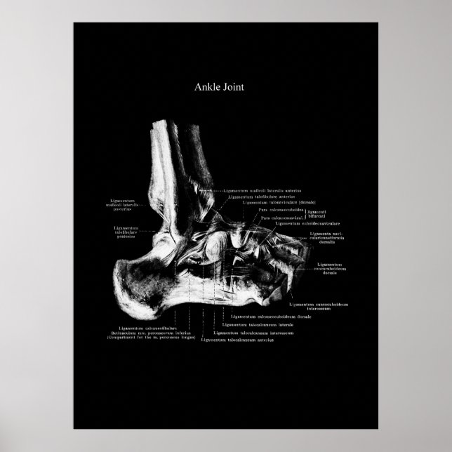 Knöchelanatomie Orthopädische Wanddekor Poster (Vorne)