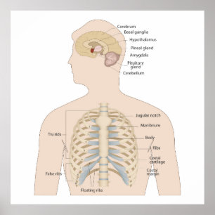 Knochen der menschlichen Brust Poster
