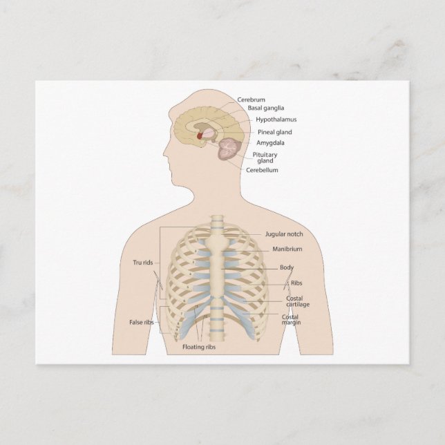 Knochen der menschlichen Brust Postkarte (Vorderseite)