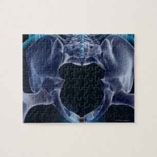 Knochen der Pelvis