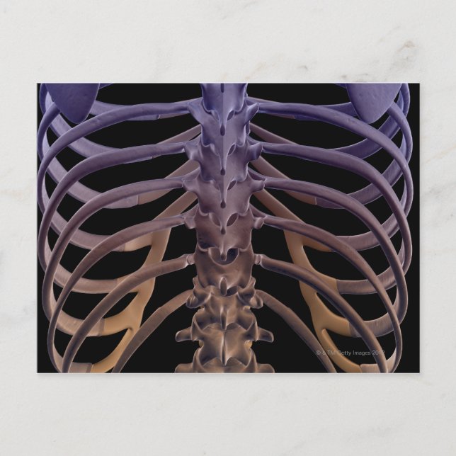 Knochen der Rückseite Postkarte (Vorderseite)