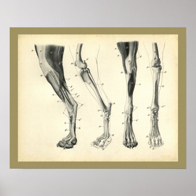 Knochen des Hundes Muskel-Veterinär-Anatomie Druck Poster (Vorne)