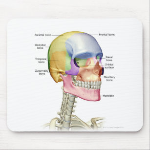 Knochen des Kopfes und des Halses 3 Mousepad