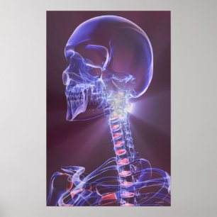 Knochen des Kopfes und des Halses 5 Poster