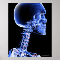 Knochen des Kopfes und des Nackens