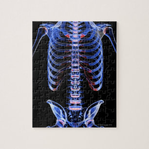 Knochen des Stammes 2