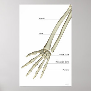 Knochen des Unterarms Poster