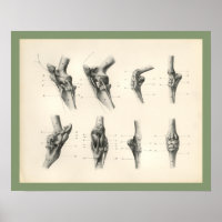 Knochen-Gelenke tierärztliche Anatomie Druck