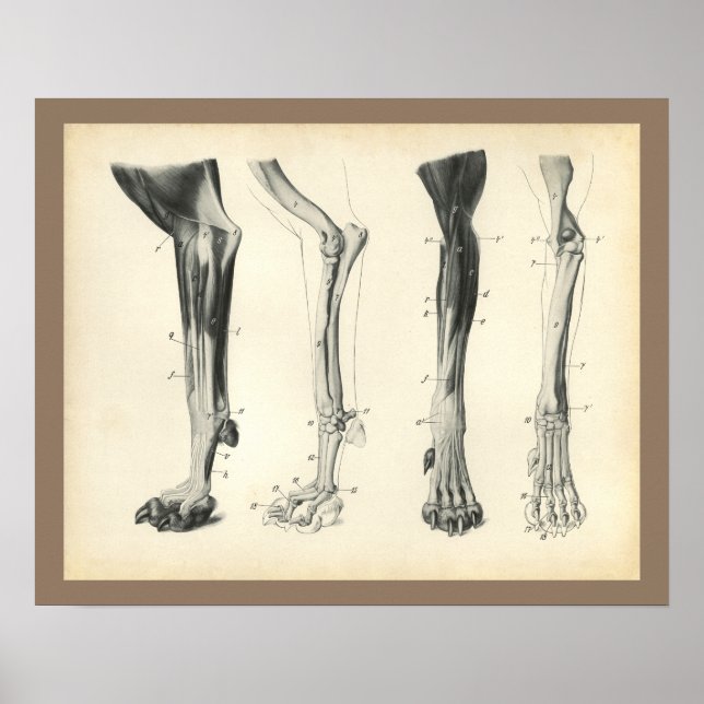 Knochen von Hunden Muskeln Anatomie beim Tierarzt  Poster (Vorne)