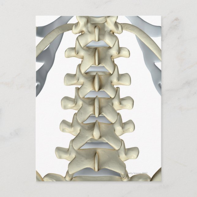 Knochen von Lumbar Vertebrae Postkarte (Vorderseite)