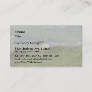 Knocknara Irland Schaf-Lämmer Visitenkarte