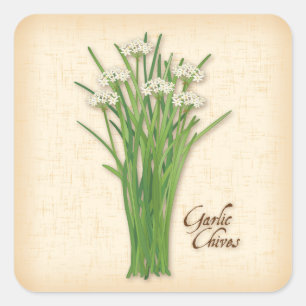 Knolic Chives Herb Square Sticker