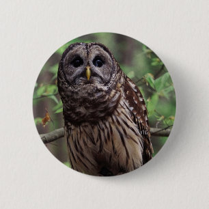 Knopf "Barry Owl" Button