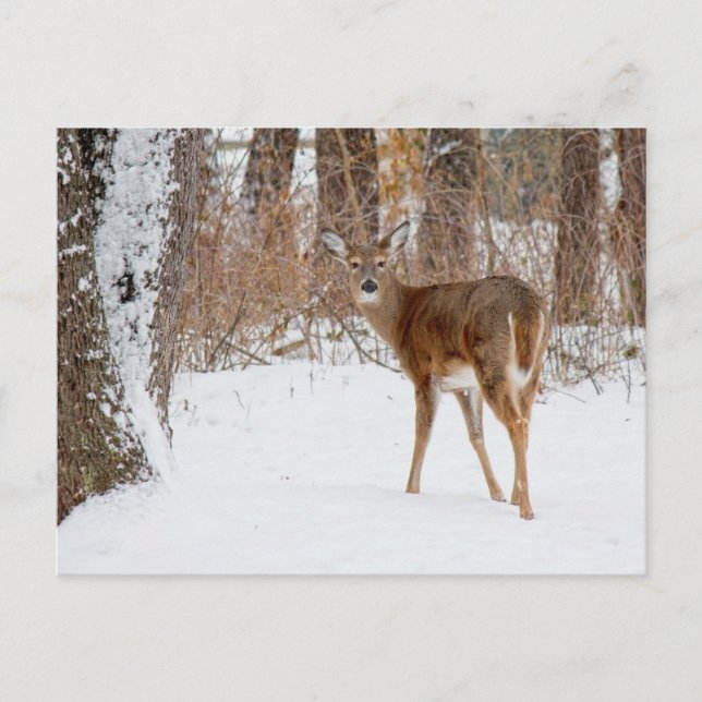 Knopf-Dollar-Rotwild auf Winterweißem Snowy-Gebiet Postkarte (Vorderseite)
