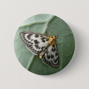 Knopf für kleine Magpie-Moth-Taste Button