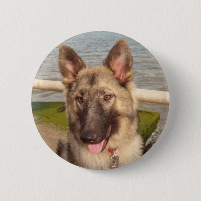 Knopf mit deutschem Hirte Button (Vorderseite)