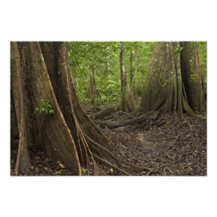 Knöpfe Roots. Regenwald, Mapari Rupuni, 2 Fotodruck