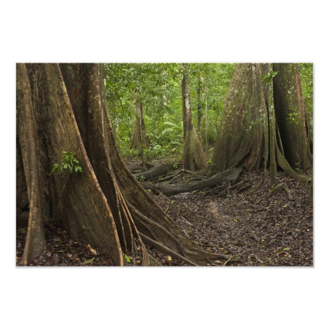 Knöpfe Roots. Regenwald, Mapari Rupuni, 2 Fotodruck (Vorne)