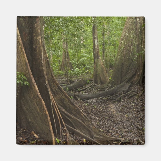 Knöpfe Roots. Regenwald, Mapari Rupuni, 2 Magnet (Vorne)