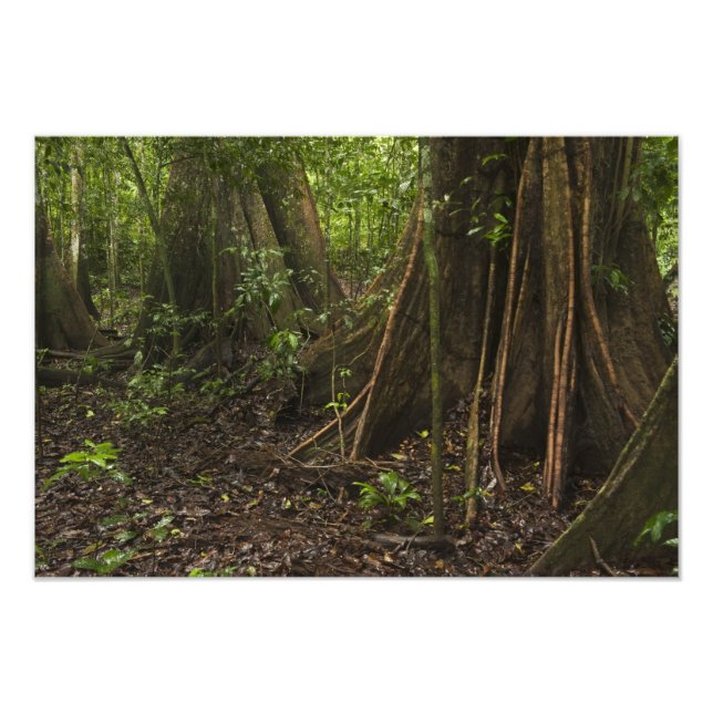 Knöpfe Roots. Regenwald, Mapari Rupuni, Fotodruck (Vorne)