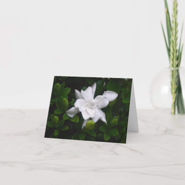 KnospenGardenias BlumenNotecard Karte (Vorderseite)
