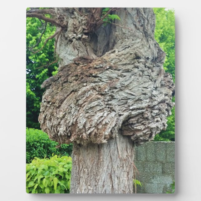 Knot on Tree Trunk, Knar, Nature Green Fotoplatte (Vorderseite)