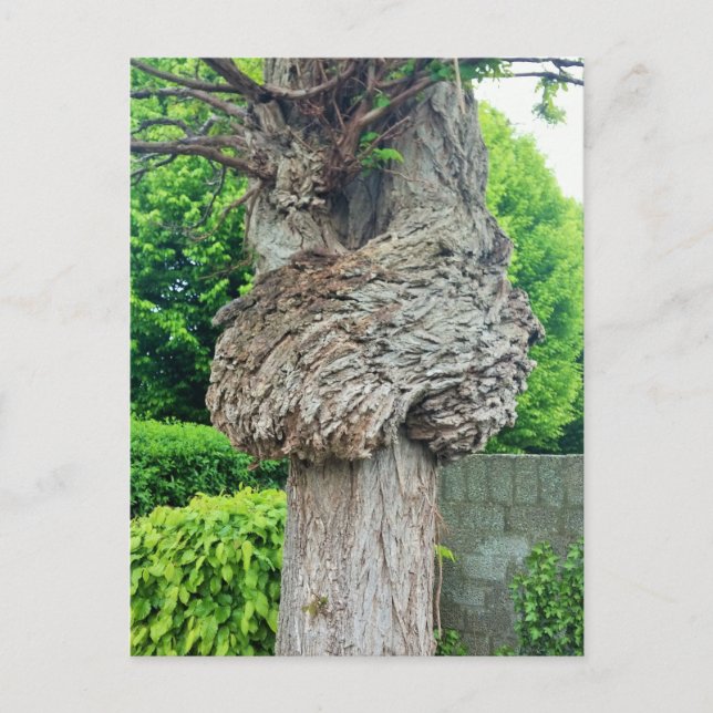 Knot on Tree Trunk, Knar, Nature Green Postkarte (Vorderseite)